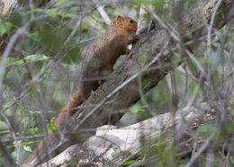 Image of Red Bush Squirrel