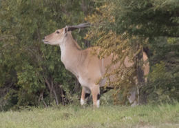 Image of Livingstone's eland