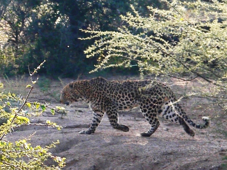 Image of Leopard