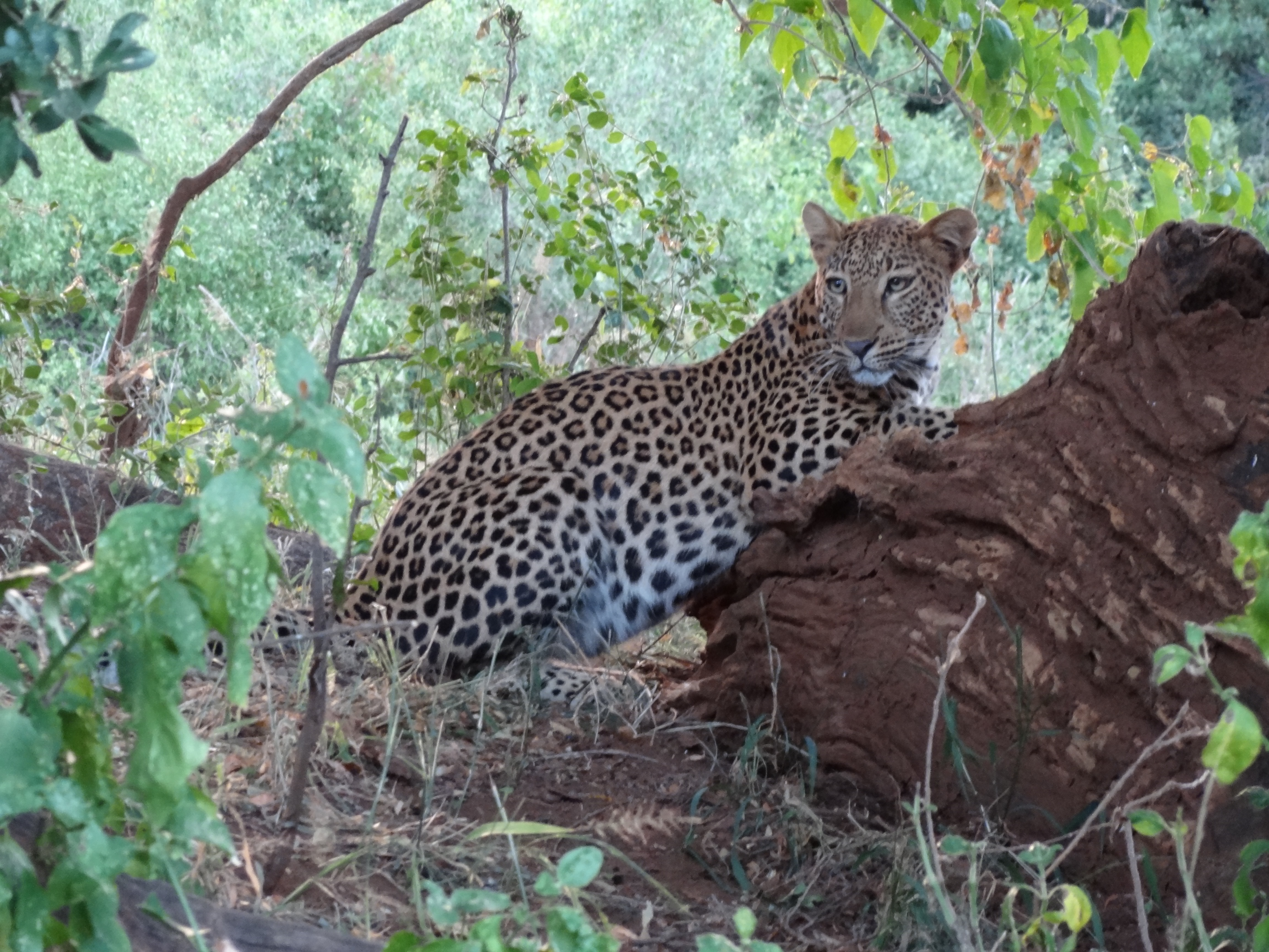 Image of Leopard