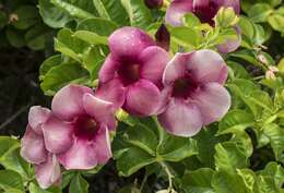 Image of purple allamanda