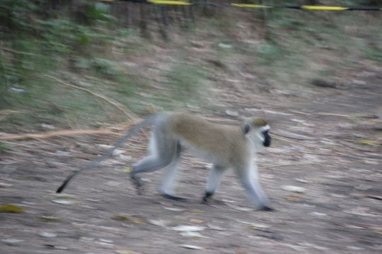 Image of Reddish-green Vervet Monkey