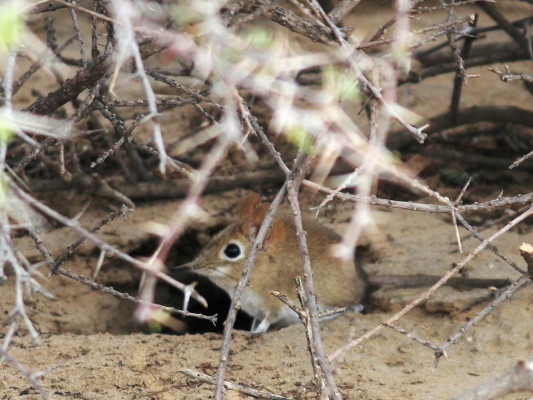 Image of Western Rock Elephant Shrew