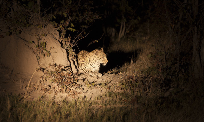 Image of Leopard