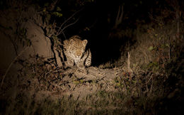 Image of Leopard