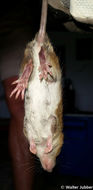 Image of Red Rock Rat