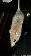 Image of Red Rock Rat