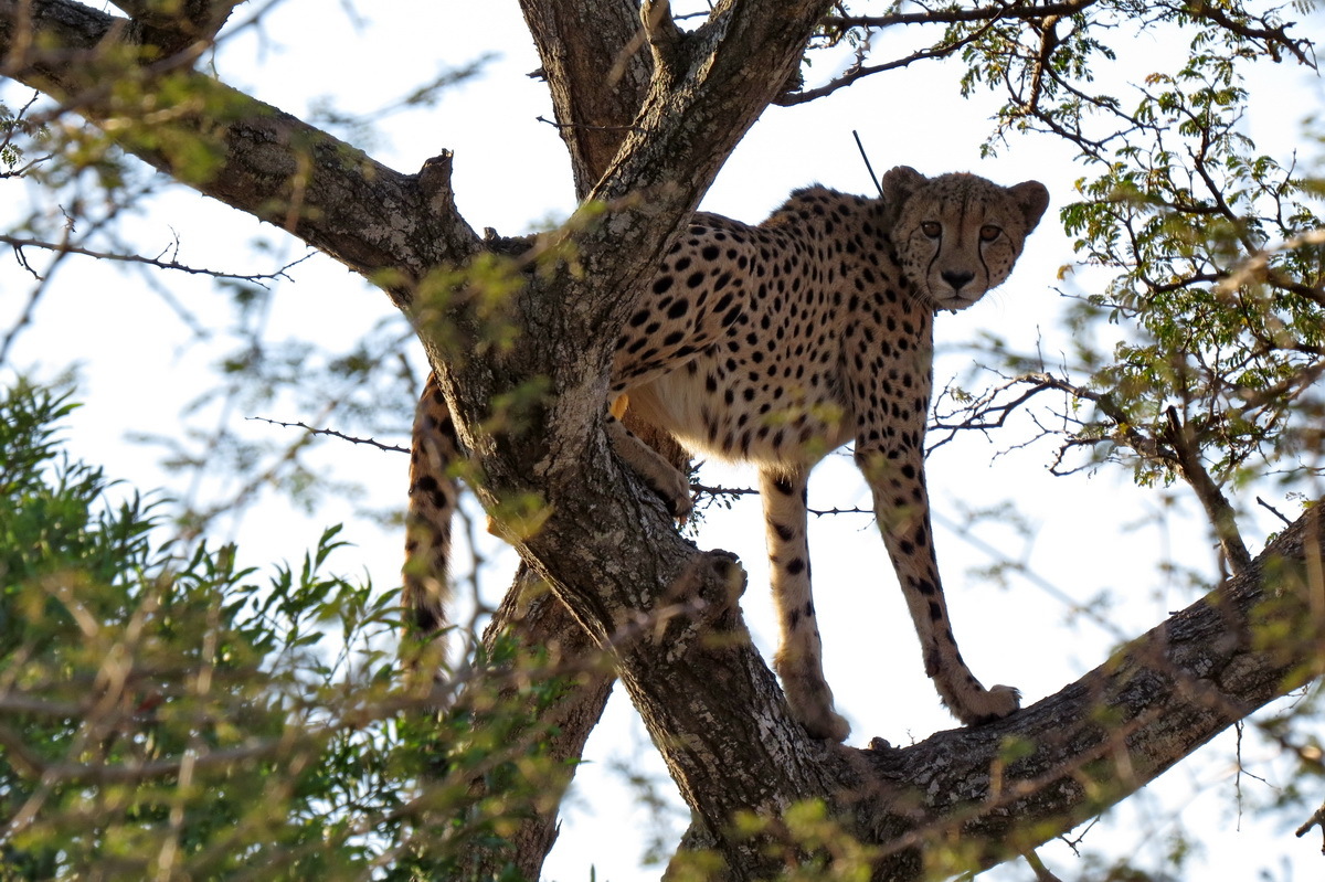 Image of Acinonyx Brookes 1828