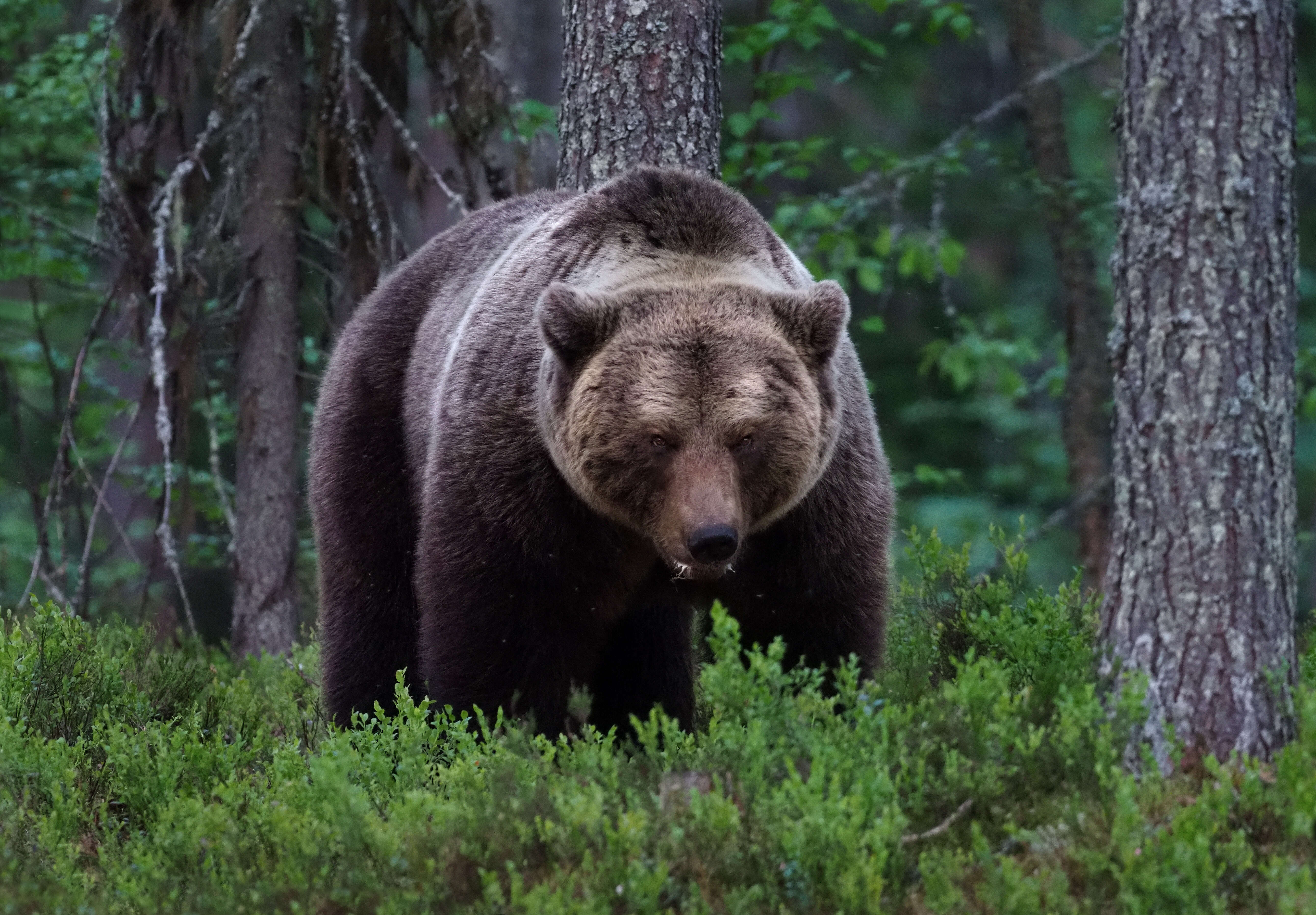 Image of Brown Bear