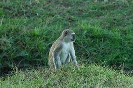 Image of Vervet Monkey