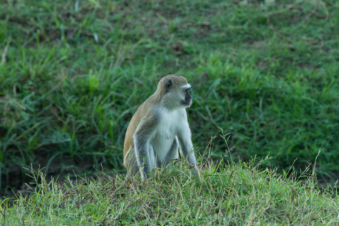 Image of Vervet Monkey