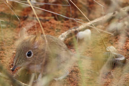 Image of Bushveld Elephant Shrew