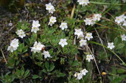 Image de Myosotis eximia Petrie