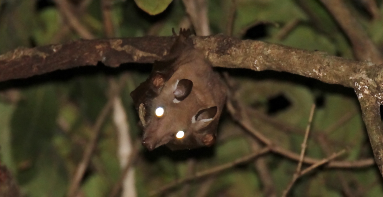 Image of Epauletted Fruit Bats