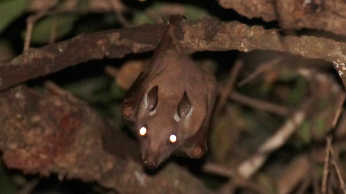 Image of Epauletted Fruit Bats