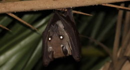 Image of Epauletted Fruit Bats