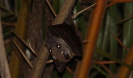 Image of Epauletted Fruit Bats