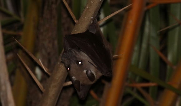 Image of Epauletted Fruit Bats