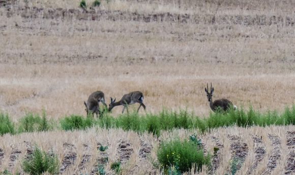 Image of Grey Rhebok