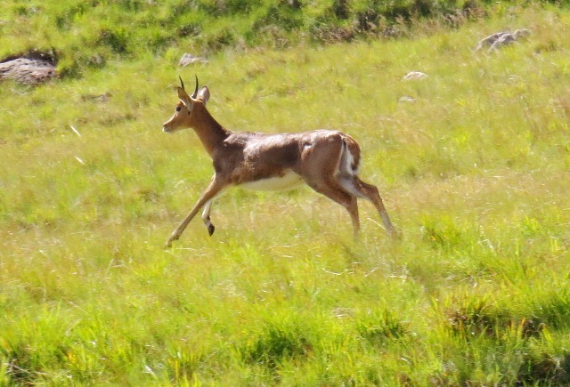 Image of Reedbuck