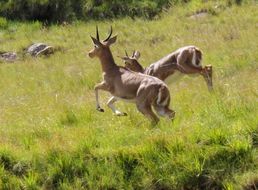 Image of Reedbuck