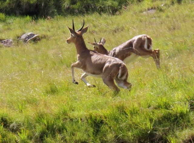 Image of Reedbuck