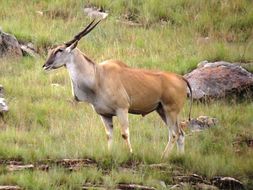 Image of Eland