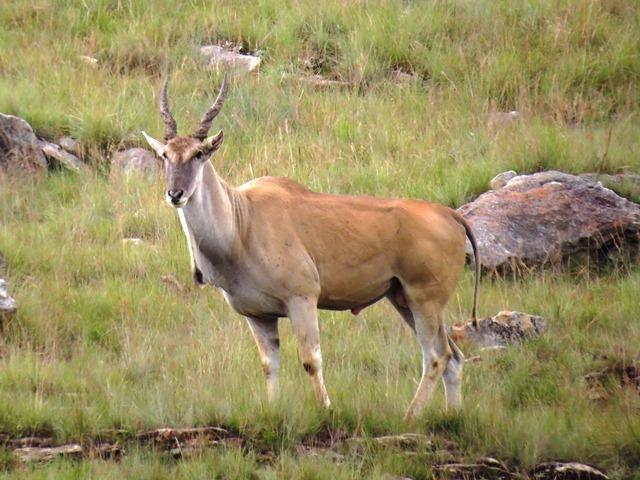 Image of Eland