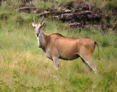 Image of Eland