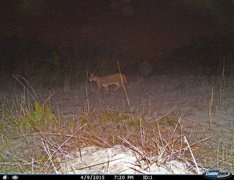 Image of Caracals