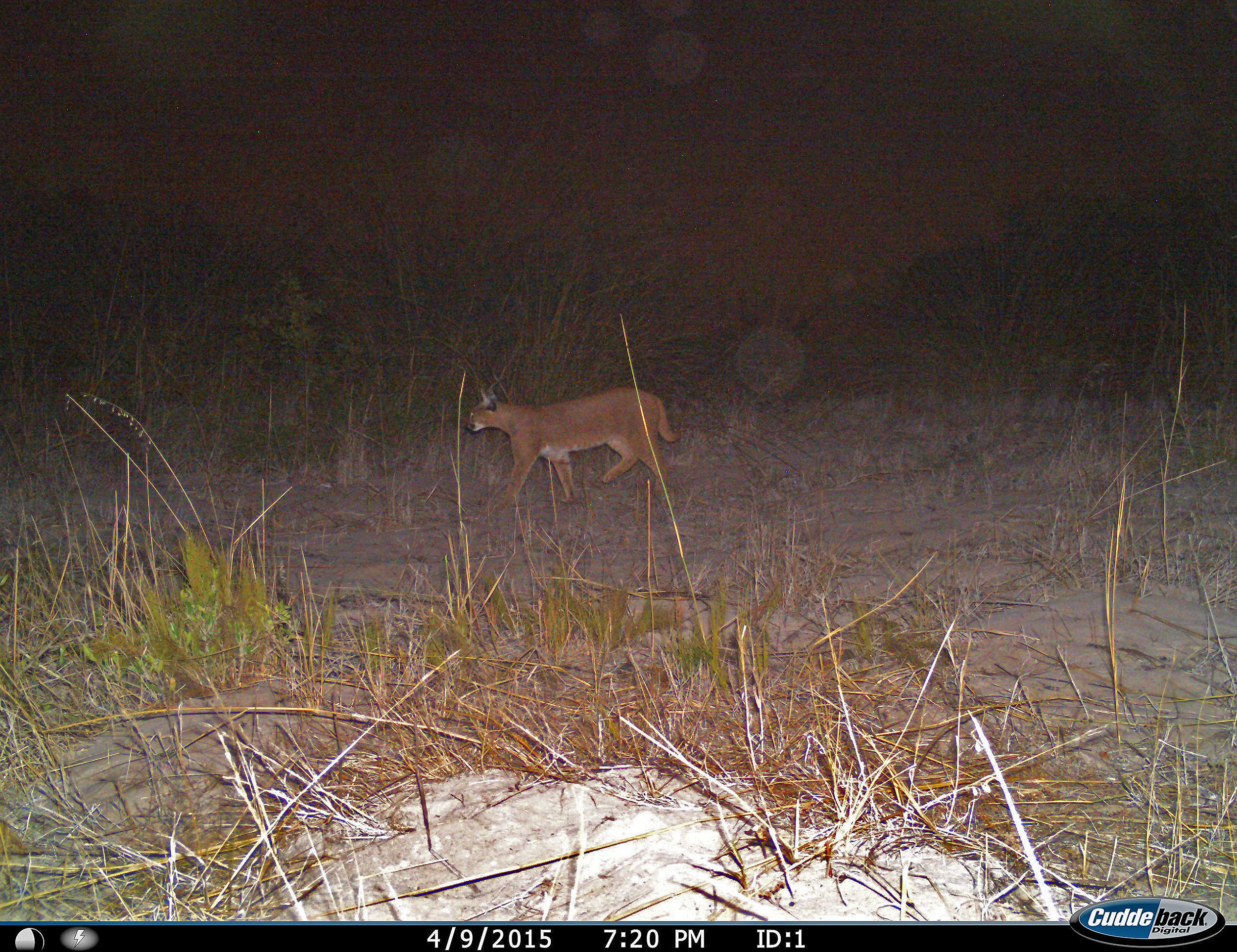 Image of Caracals