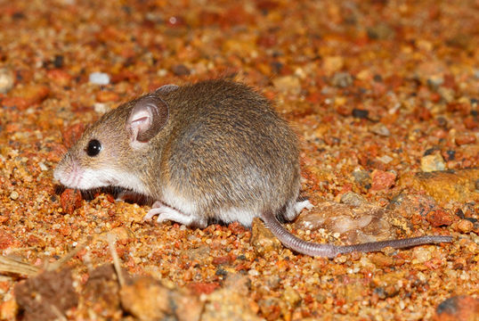 Image of Pygmy Mouse