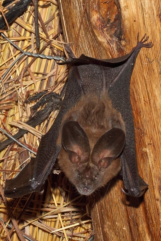 Image of Slit-faced Bats