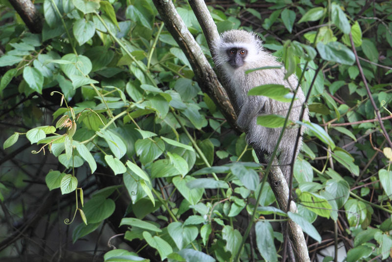 Image of Vervet Monkey