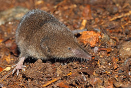 Image of Long-tailed Forest Shrew