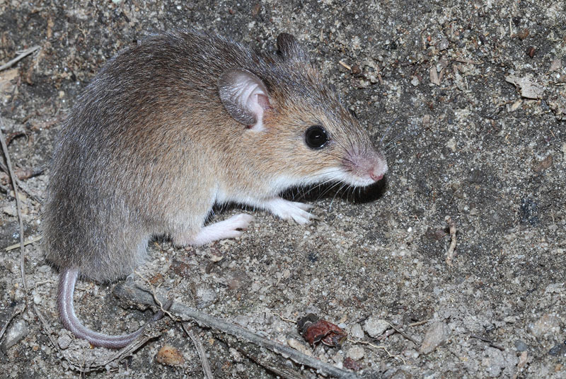 Image of Fat Mice