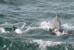 Image of Bottlenose Dolphin