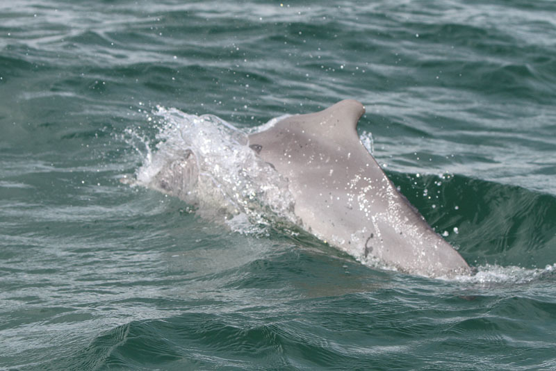 Image of Indian Humpback Dolphin