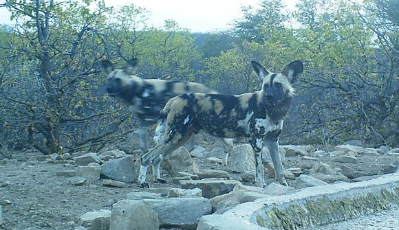 Image of African Hunting Dog