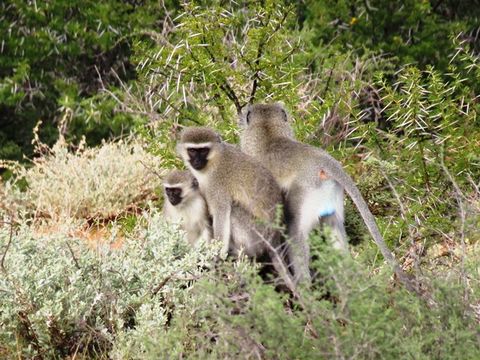 Image of Vervet Monkey