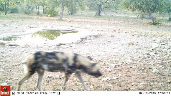 Image of African Hunting Dog