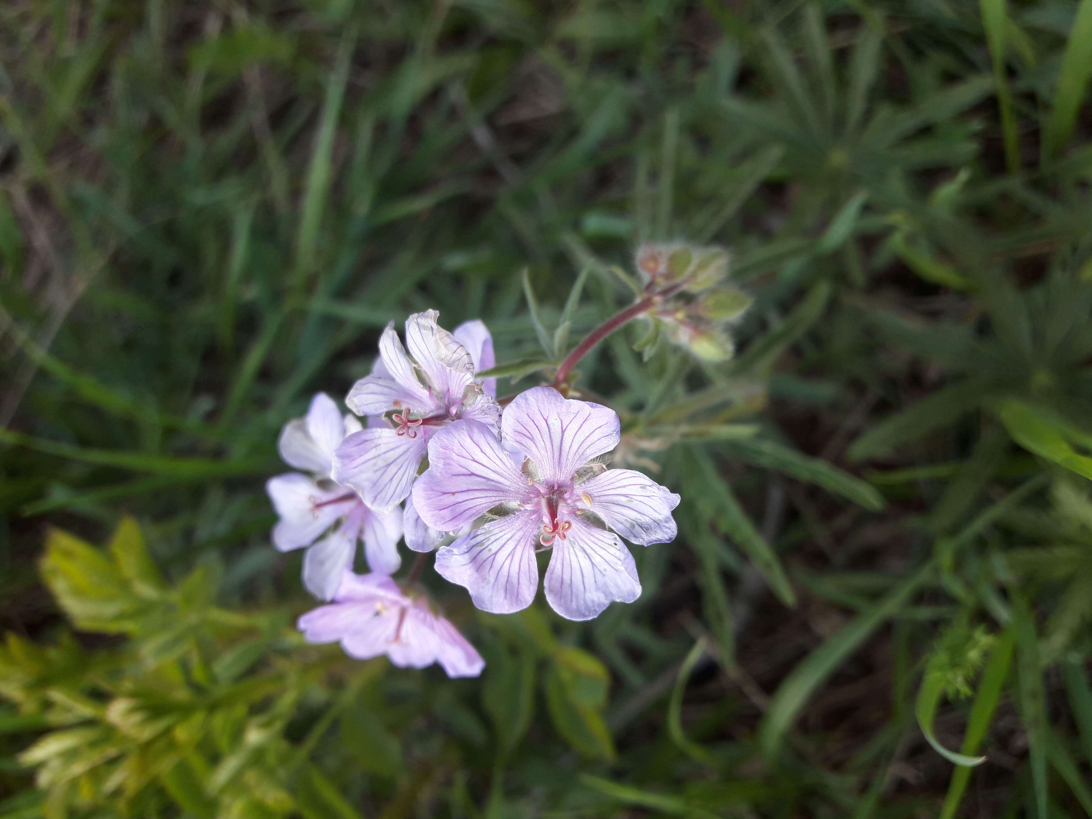 Image of Tuberous Cranesbill