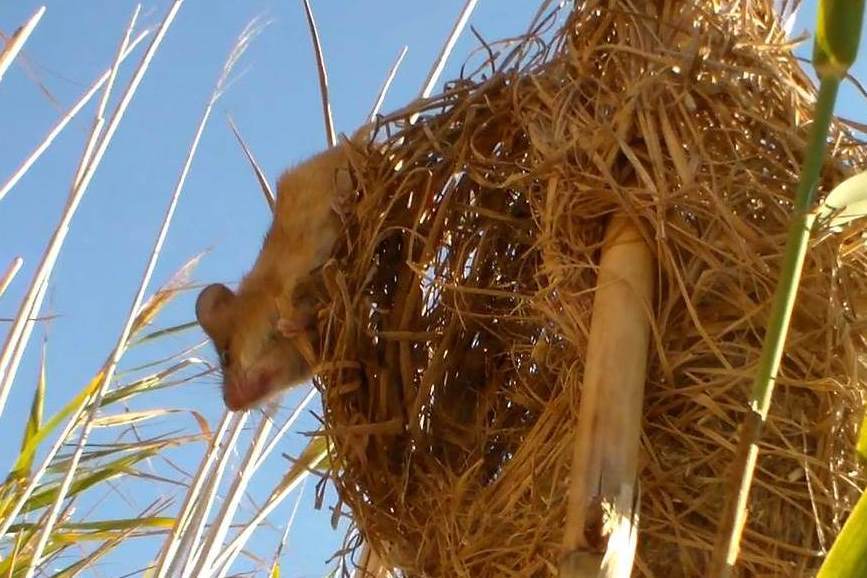 Image of African Climbing Mice