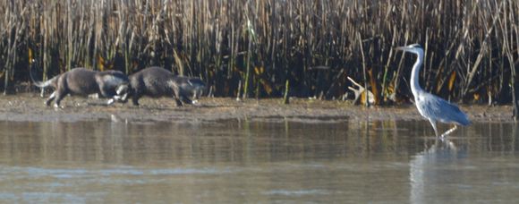 Image of African Clawless Otter