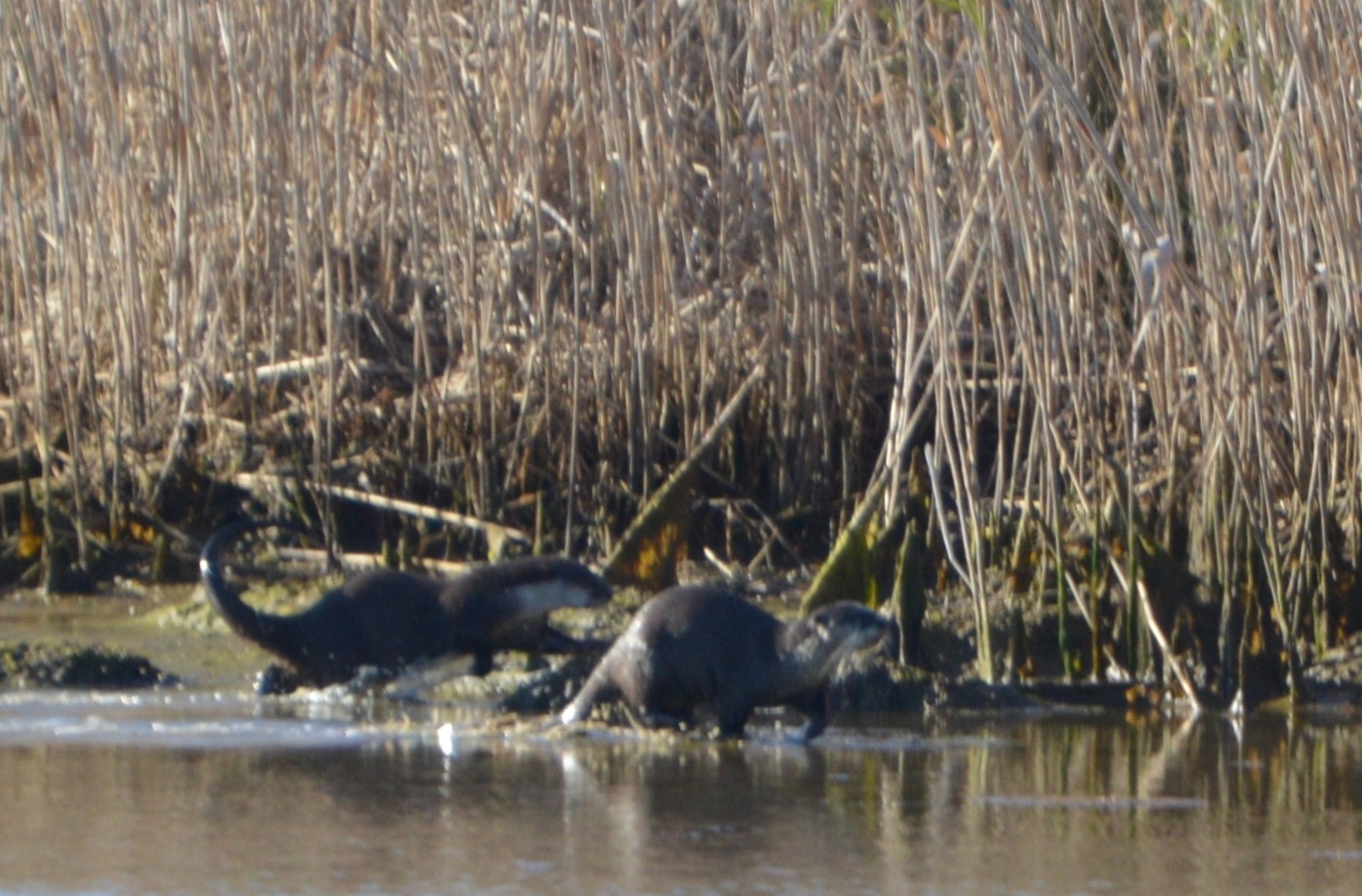 Image of African Clawless Otter