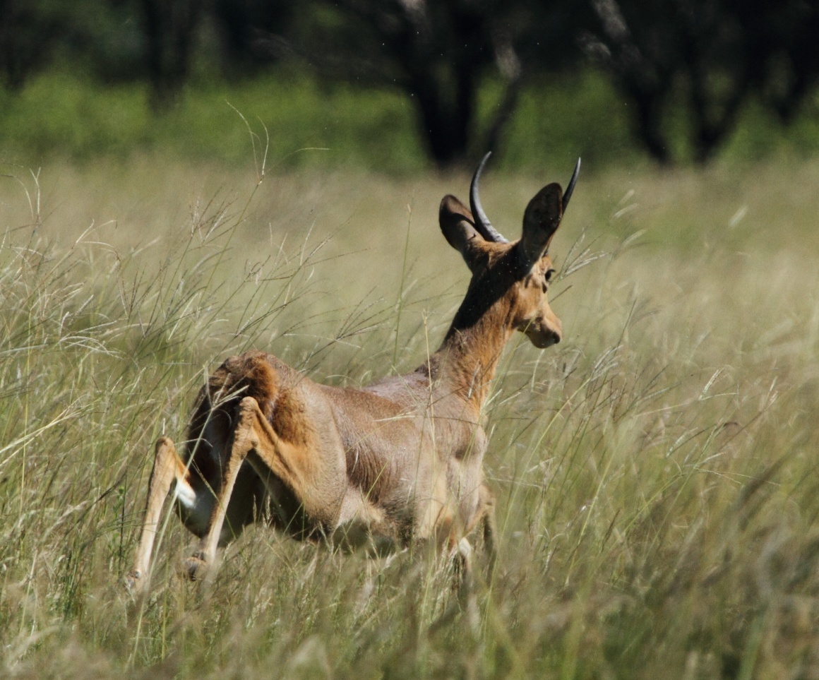 Image of Reedbuck