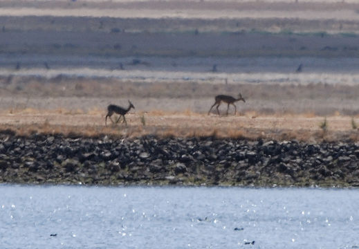 Image of Grey Rhebok