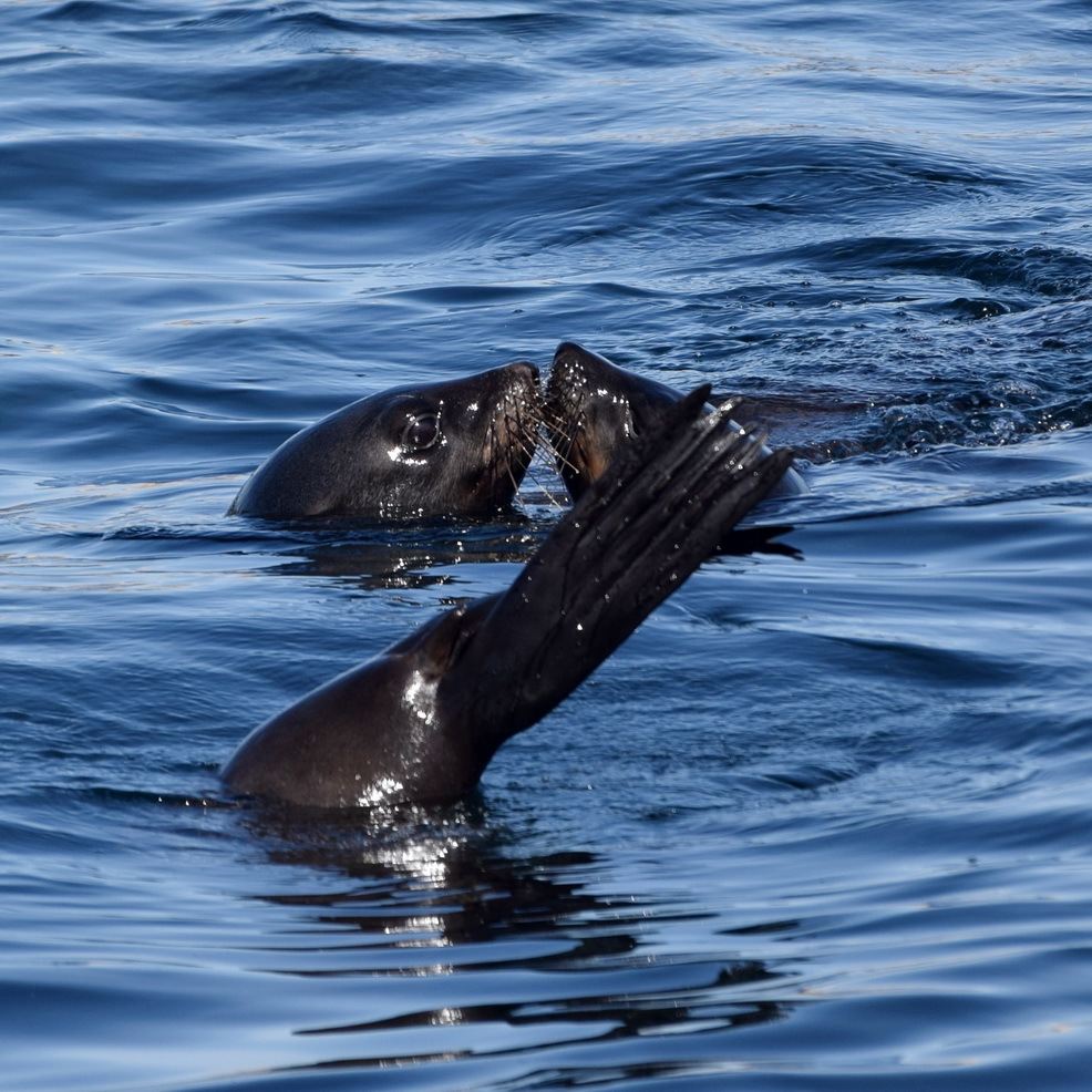 Image of fur seal