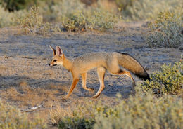 Слика од Vulpes chama (A. Smith 1833)