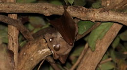 Image of Epauletted Fruit Bats